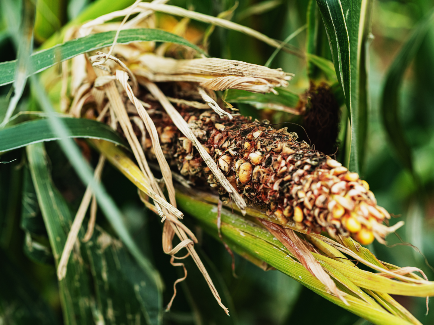 Corn on the cob rotting